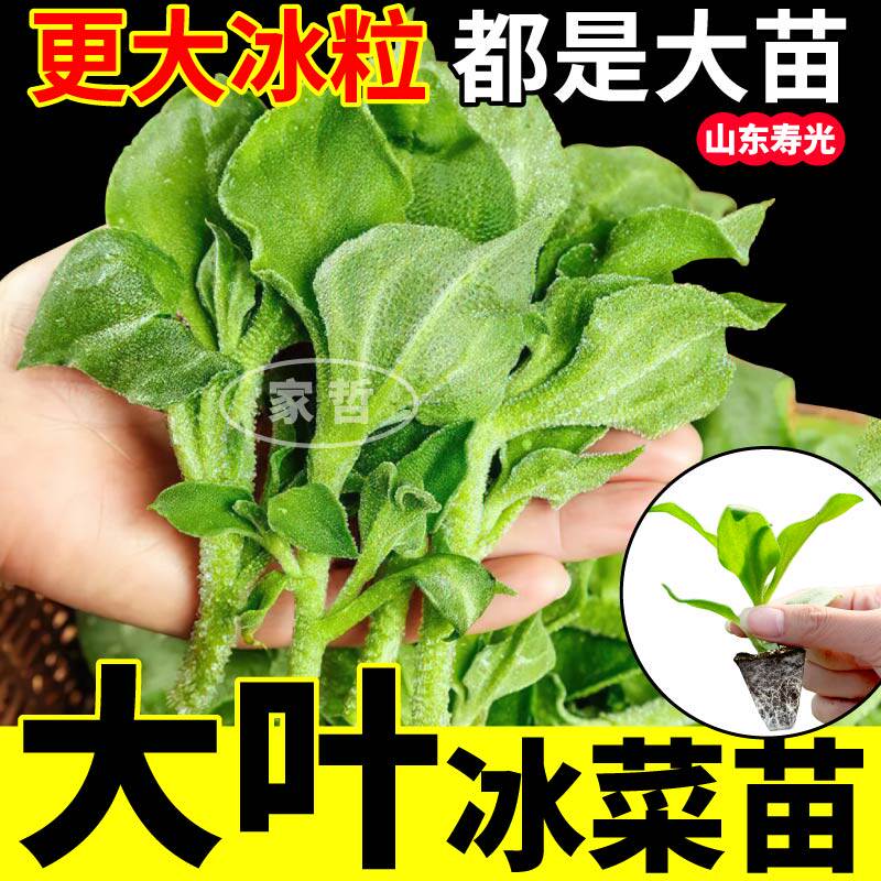 冰菜苗冰草苗子阳台菜园种苗