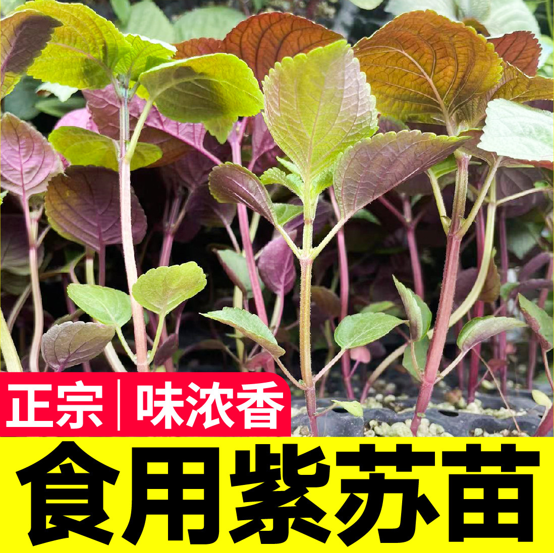 正宗食用紫苏苗秧白苏子种子