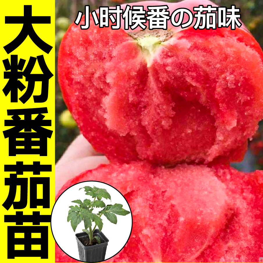 寿光正宗大毛粉番茄苗秧带土老品种沙瓤超甜西红柿种子四季春秋籽