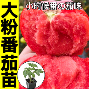 壽光正宗大毛粉番茄苗秧帶土老品種沙瓤超甜西紅柿種子四季 春秋籽
