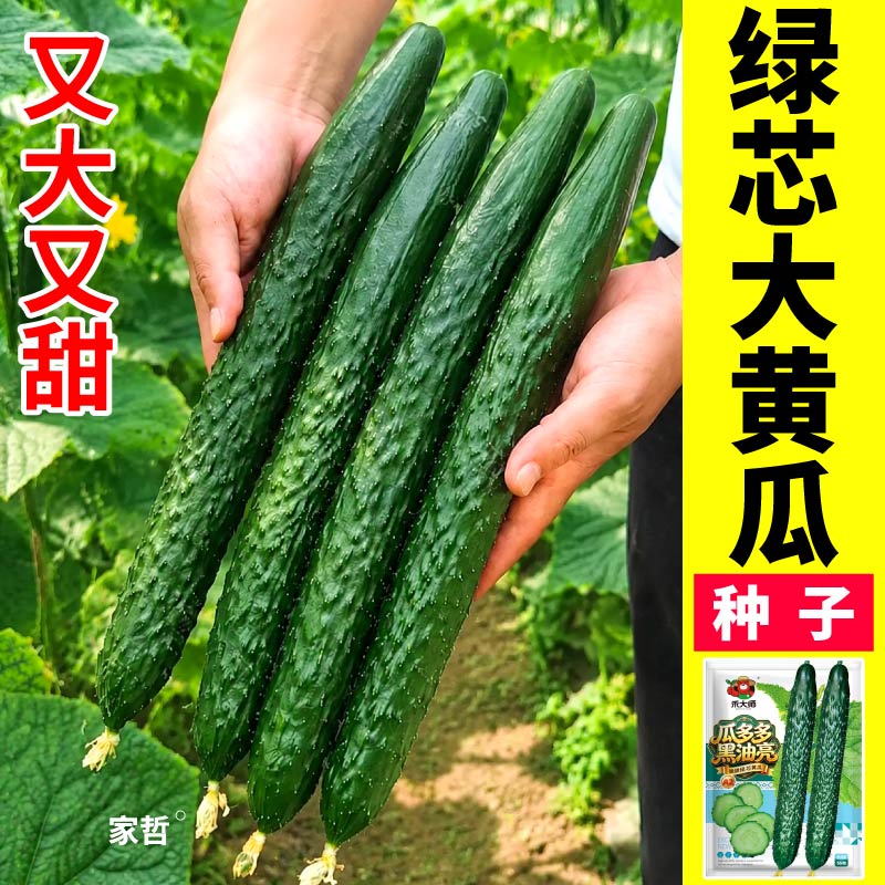 寿光绿芯黄瓜种子高产密刺油亮满地爬奶油白玉秋黄瓜种籽四季可种
