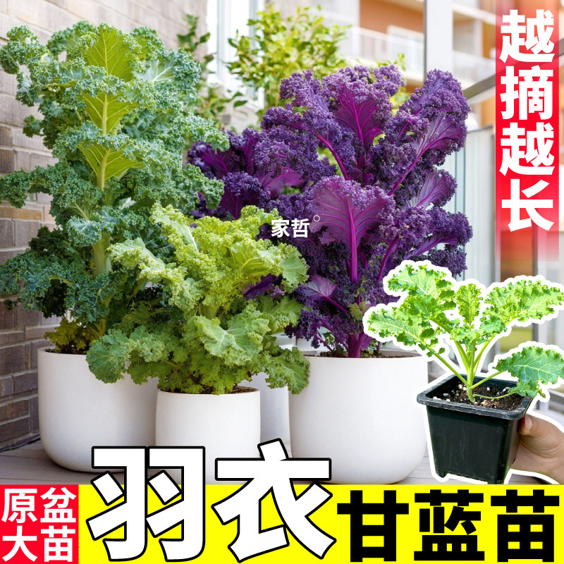 寿光盆栽羽衣甘蓝可食用带土带盆