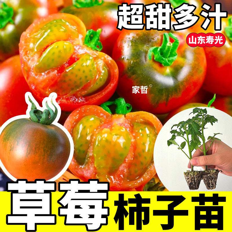 高产多汁草莓柿子番茄苗四季可种