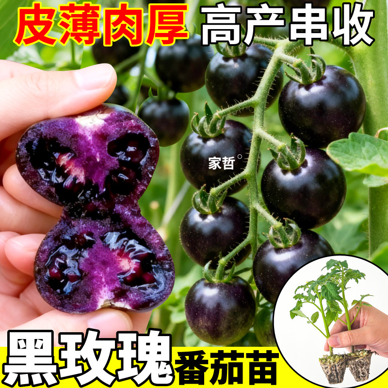 正宗黑玫瑰番茄苗秧纯黑紫色番茄