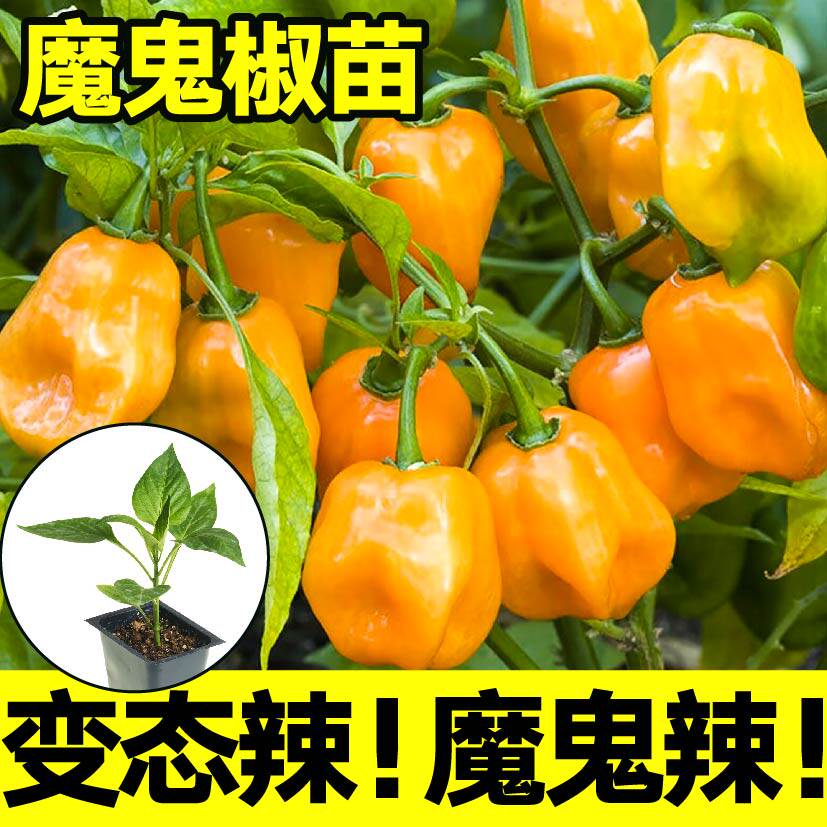 红黄魔鬼辣椒四季种植盆栽阳台