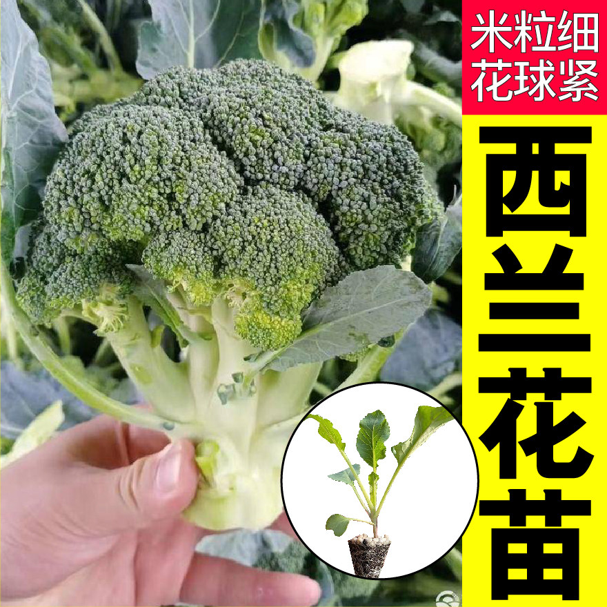 寿光小米粒西兰花菜秧苗松花菜种子花球紧带土球四季庭院蔬菜籽