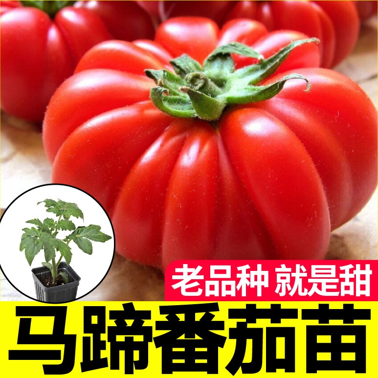 马蹄番茄春秋家哲带土球特大大果