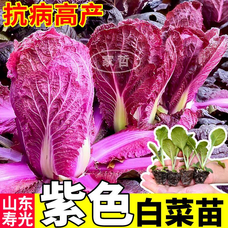 紫白菜苗秧黄心大白菜种子四季阳台盆栽高产小院种植山东寿光直发