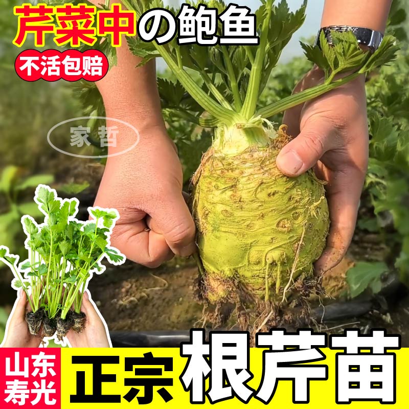 正宗地中海根芹苗秧四季高产耐寒芹菜苗皇后西芹红芹水果芹菜种子