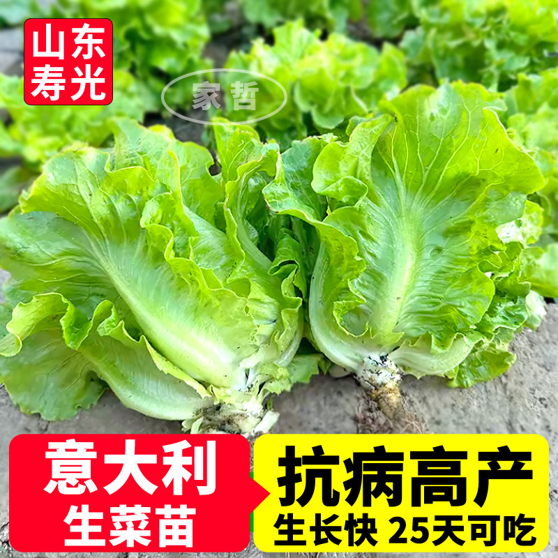 意大利生菜苗秧四季高产甜脆奶油大速红皱生菜种子盆栽阳台庭院