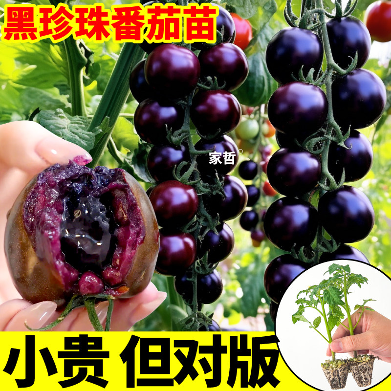 寿光黑珍珠番茄苗秧超甜多汁