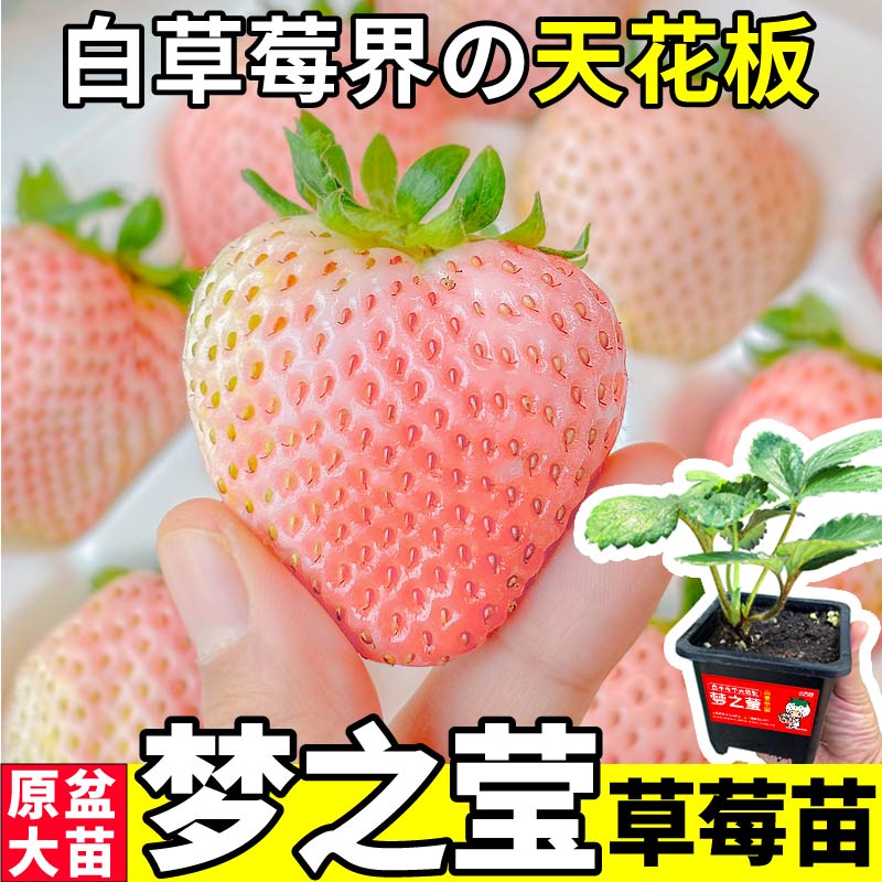 原盆草莓苗梦之莹白草莓阳台庭院种植四季高产草莓苗适合新手种植