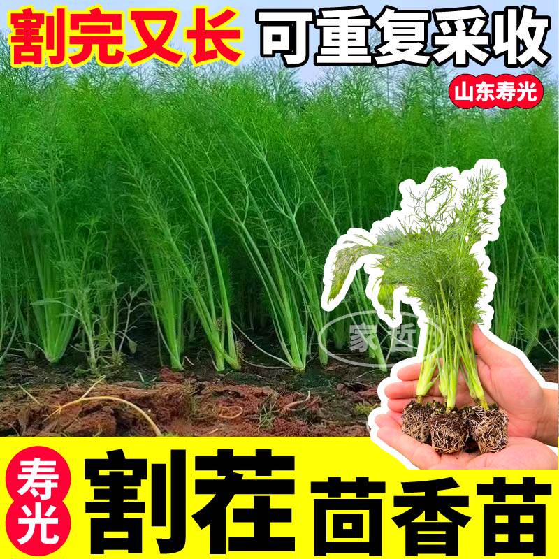 四季割茬茴香苗耐寒大茴香味
