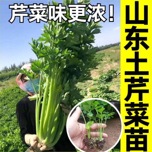 山东土芹菜四季春秋脆嫩苗秧带土