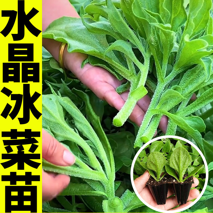 四季脆嫩大叶水晶冰菜苗秧更大冰粒冰草种子食用阳台盆栽高产蔬菜