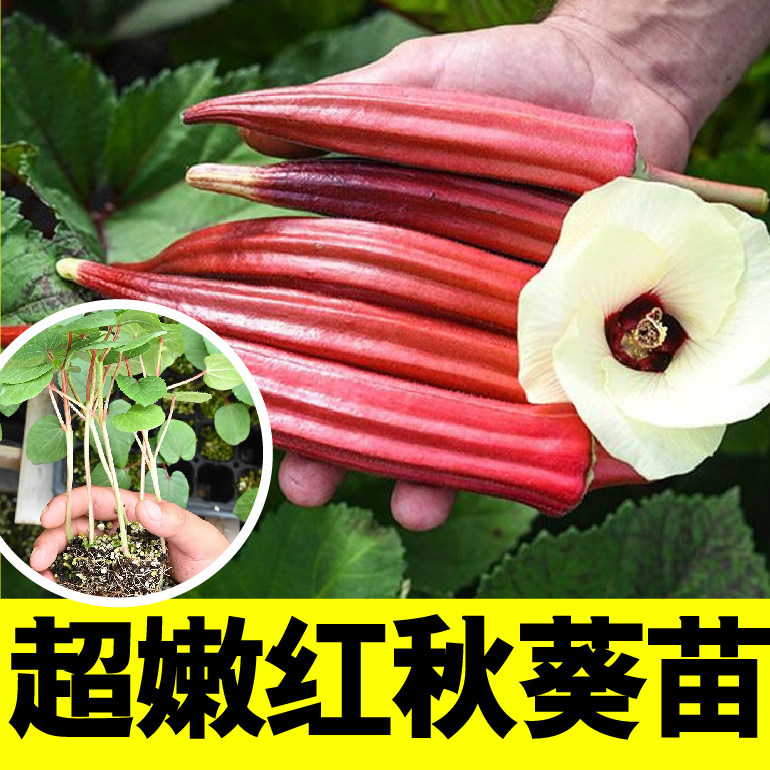 高产嫩奶油红秋葵苗秧带土球种子