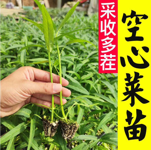 空心菜苗秧竹叶柳叶空心菜种子籽