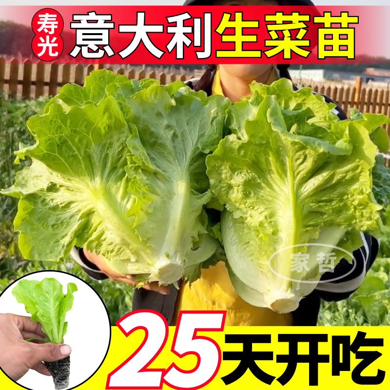 山东寿光耐抽薹意大利生菜苗秧高产速生抗病红皱大速结球生菜种子