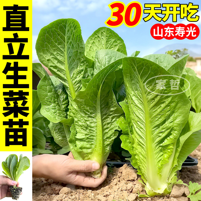 寿光直立生菜苗秧四季高产甜脆奶油大速红皱生菜种子盆栽阳台庭院