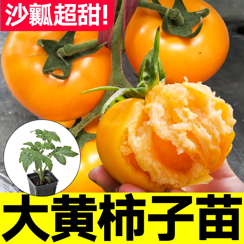 超甜大黄柿子番茄苗秧西红柿种子