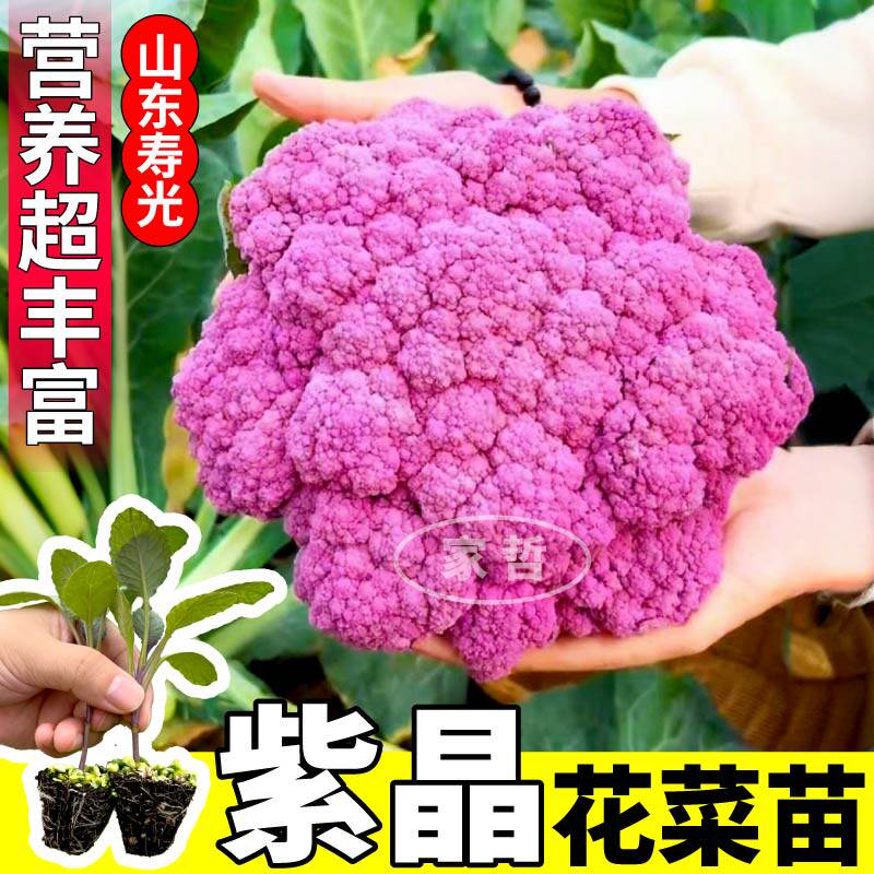 寿光紫晶花菜苗秧紫晶一号花椰菜苗秧松花菜西兰花蔬菜苗庭院种植