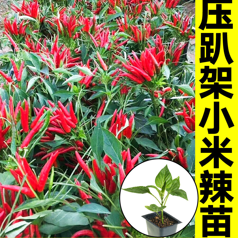 正宗朝天椒种子家哲高产四季