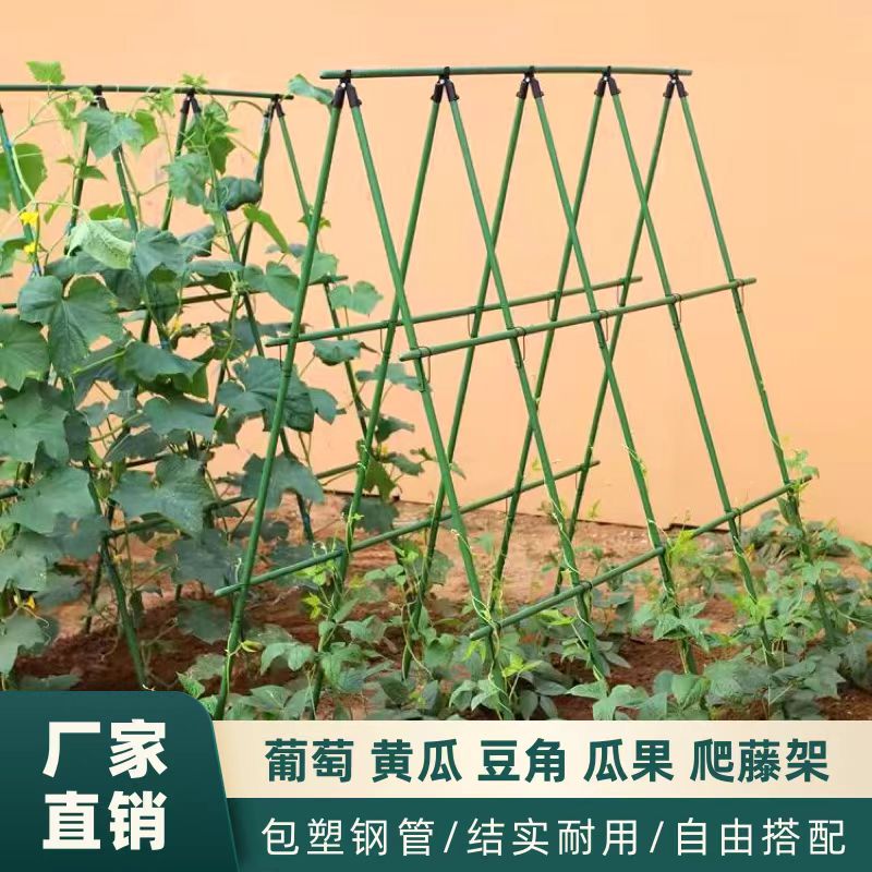 家用菜园蔬菜爬藤杆黄瓜豆角爬藤图片