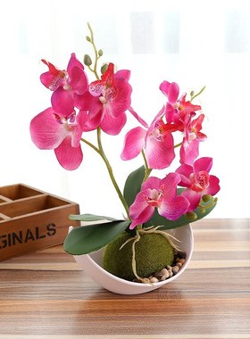 excellent products trigeminal butterfly orchid  bons