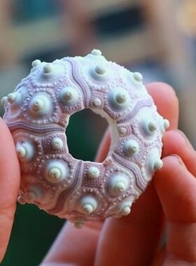 2022 New Air Plants Sea Urchin Tabletop Tillandsia Holder Mi