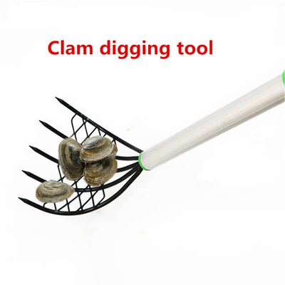 stainless steel Five Teeth Harrow Shell Conch Clam Beach