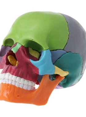 15pcs/set 4D Disassembled Color Skull Anatomical Model Detac
