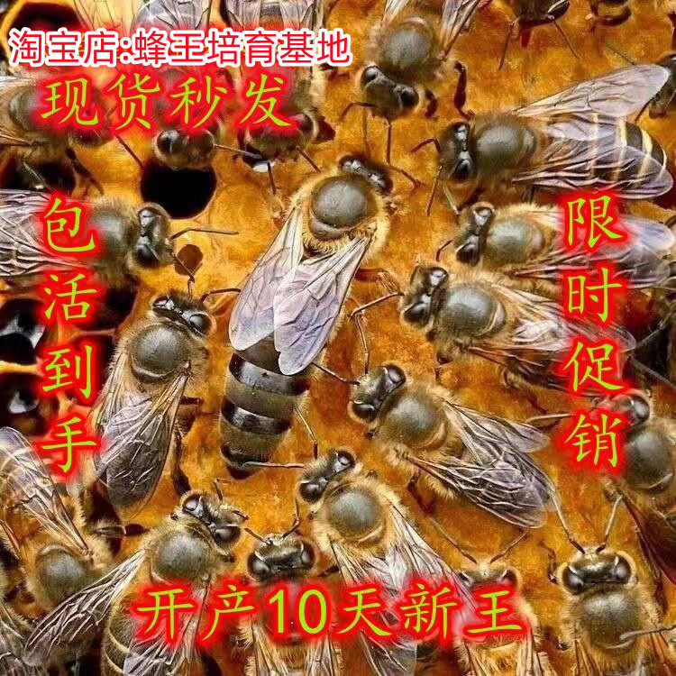 广西中蜂种王蜜蜂新产卵王强群王四川阿坝纯种广东土蜂伏牛王活体