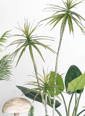 艺卉龙舌兰剑麻绿植盆景橱窗装饰盆栽家居办公室摆件千头木真