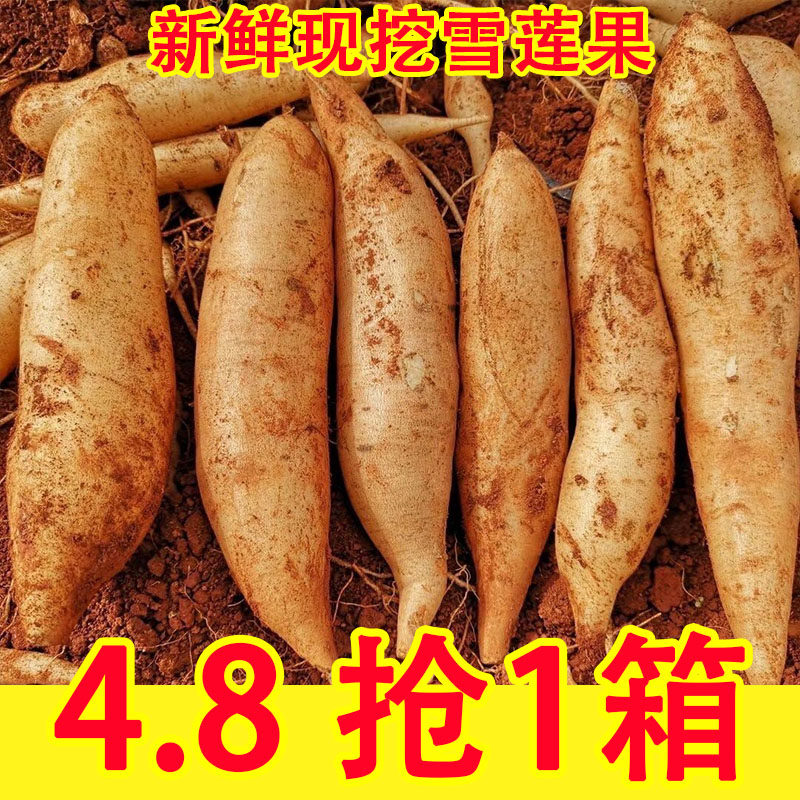 天山雪莲果新鲜水果应当季云南孕妇红心雪连果黄心特整箱包邮,水产肉类/新鲜蔬果/熟食,雪莲果,淘宝优惠券,粉丝福利购,淘宝优惠卷