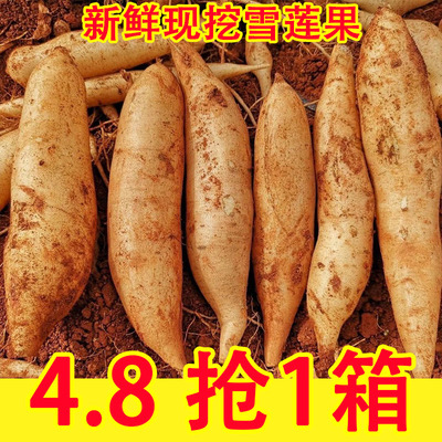 天山雪莲果新鲜水果应当季云南孕妇红心雪连果黄心特整箱包邮