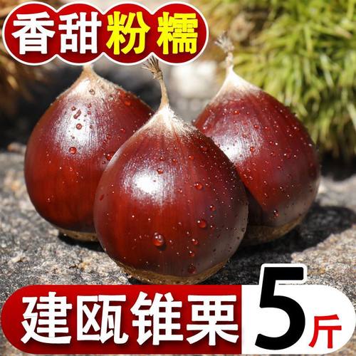 板栗生新鲜栗子野生建瓯锥栗圆栗毛栗子尖栗子油栗农家现摘5斤装