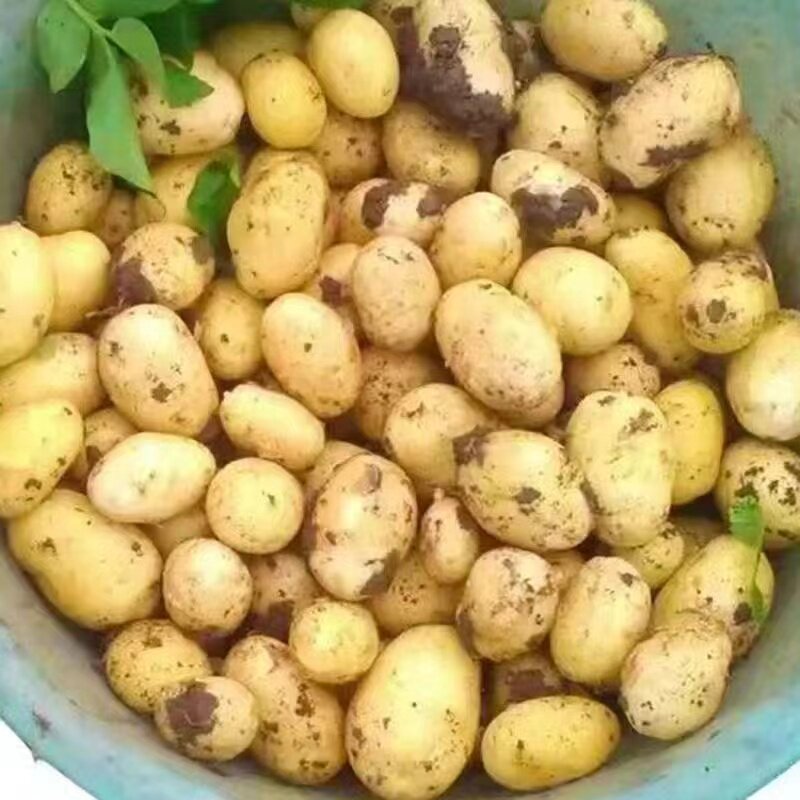 新鲜黄皮黄心土豆9斤土豆马铃薯洋芋沙面粉糯当季蔬菜