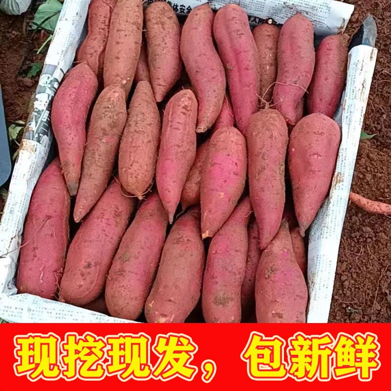 板栗红薯蜜薯很甜新鲜地瓜沙地番薯粉糯包邮香薯自种山芋
