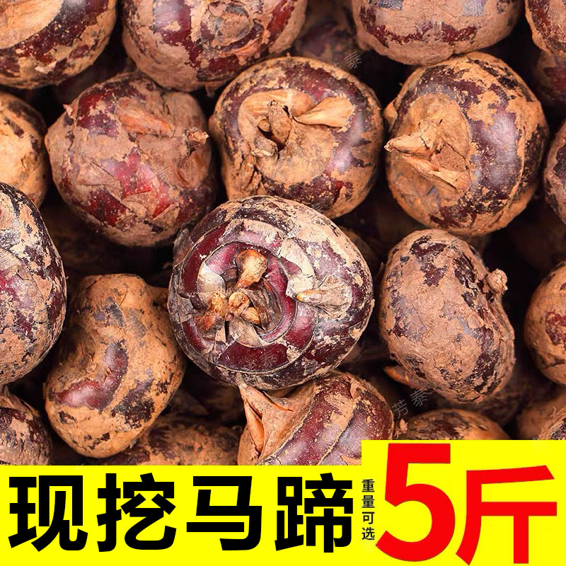湖北新鲜马蹄5斤荸荠当季水果栗梨农家自种脆甜饽荠整箱