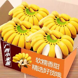 现摘广西小米蕉当季新鲜水果芭蕉苹果蕉自然熟香蕉整箱9斤斤包邮