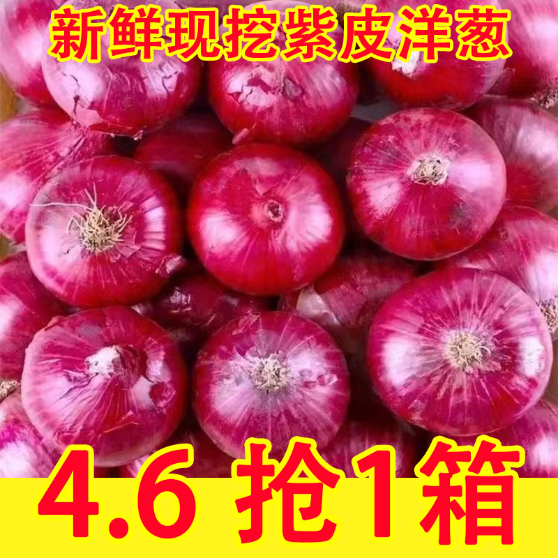 紫皮洋葱9斤新鲜脆甜水果洋葱圆葱蔬菜红皮特产农家现挖元葱包邮