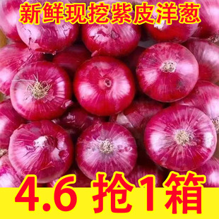 紫皮洋葱9斤新鲜脆甜水果洋葱圆葱蔬菜红皮特产农家现挖元葱包邮