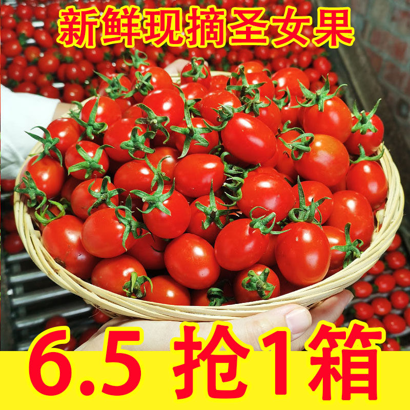 新鲜露天自然熟小番茄圣女果当季水果包邮西红柿生吃千禧小番茄