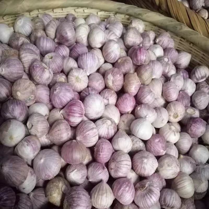 2026新云南独头蒜大蒜头新鲜紫皮独蒜湿辣5斤蔬菜当季果王