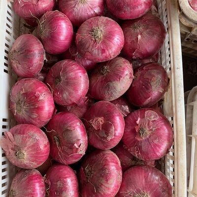 新鲜特级水果洋葱甜味生吃9斤紫皮圆葱头蔬菜农家整箱洋葱