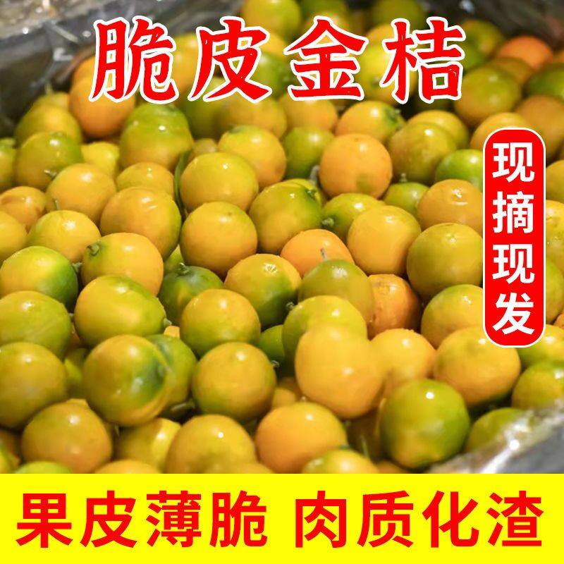 广西桂林脆皮金桔新鲜5斤小金桔现摘现发当季整箱包邮滑蜜