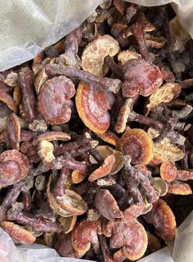 野生林纯野芝生SSZ赤灵芝小金边灵芝枝灵芝50邮0g包整干货