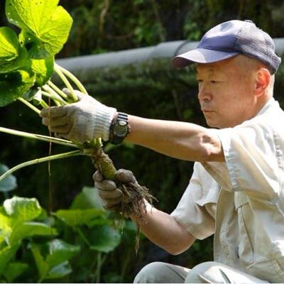 日本ISP进山葵酱山 芥4末酱伊豆葵屋芥末膏青芥辣2g鱼生口寿司刺