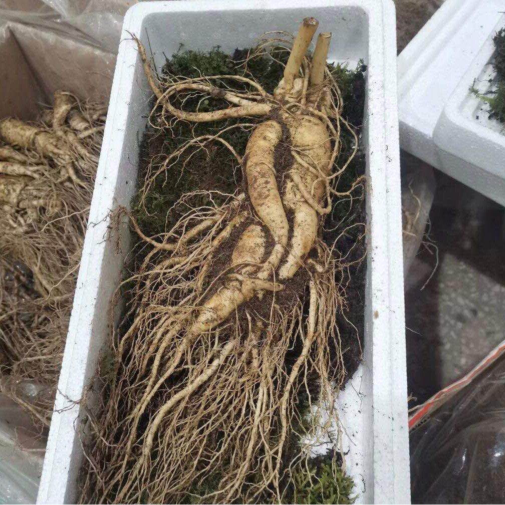 8年长白两山新鲜人参单支三350克KMYg鲜包邮东北新人参大1人参野