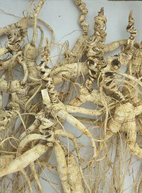 非林野QJX山参干参20年残撒籽无农参药无化下肥 林下参残参林下籽